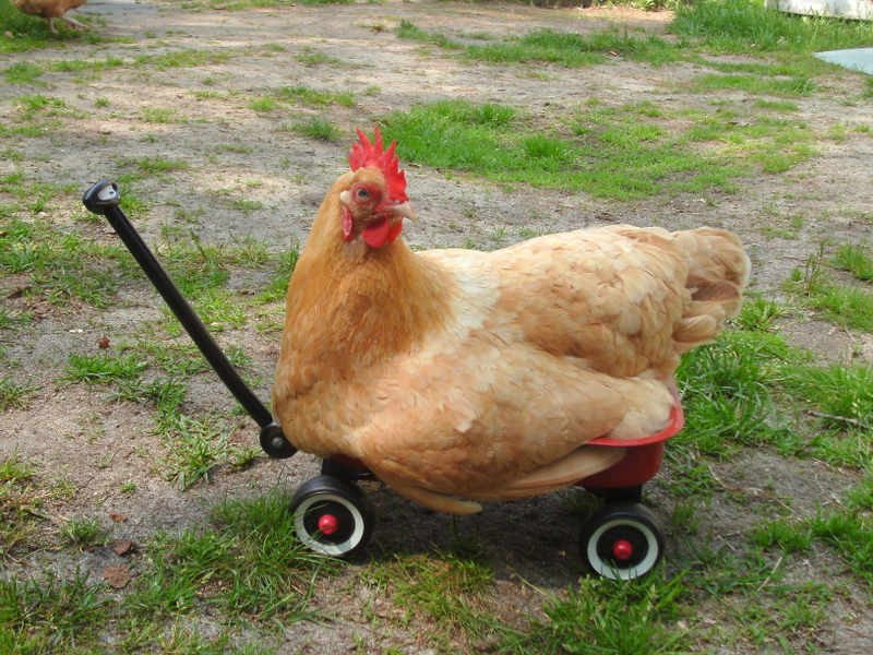Illustration for article titled Chicken chicken chicken... CHICKEN! Chicken chicken chicken.